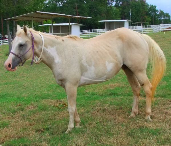 All Around Horses Cow Horses Cutting Horses For Sale Lone Star Horse Ranch Texas